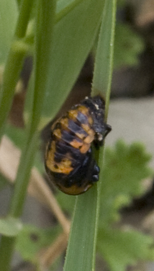 Pupa sconosciuta.